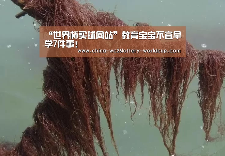 “世界杯买球网站”教育宝宝不宜早学7件事!(图3) 世界杯买球网站
